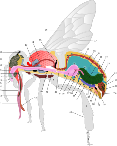 anatomie